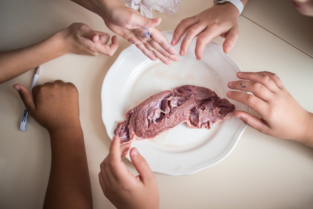 2017.11.11. Élménybiológia